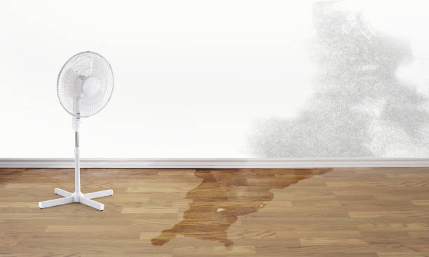 Best Professional water damage repair  in New Franklin, MO
