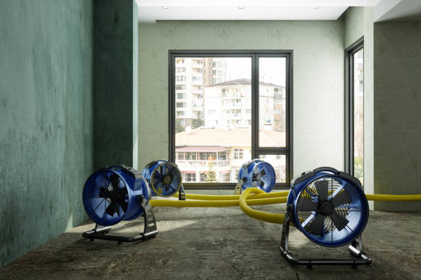 Best Mold removal after water damage  in New Franklin, MO